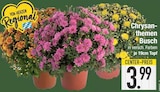 Chrysanthemen Busch von  im aktuellen EDEKA Prospekt für 3,99 €