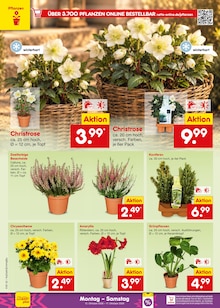 Blumen im aktuellen Netto Marken-Discount Prospekt (Augsburg) Blumen im Netto Marken-Discount Prospekt "Aktuelle Angebote" mit 70 Seiten (Augsburg)
