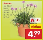Stauden im Angebot bei Netto Marken-Discount in Bochum Stauden Angebote bei Netto Marken-Discount Bochum für 4,99 €