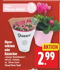Alpenveilchen von Queen für 2,99 € bei E center im Angebot Alpenveilchen von Queen im aktuellen E center Prospekt