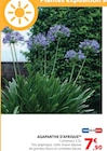 Hyper U Villars-en-Pons - Promo Agapanthe d'Afrique Promo Agapanthe d'Afrique à 7,90 € dans le catalogue Hyper U à Villars-en-Pons