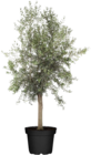 Olivenbaum (Olea europaea Arbequina) im aktuellen Globus-Baumarkt Prospekt
