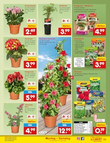 Geranien im Netto Marken-Discount Prospekt "Aktuelle Angebote" mit 62 Seiten (Siegen (Universitätsstadt))