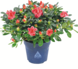 Zimmerazalee bei toom Baumarkt im Halle Prospekt für 9,99 €