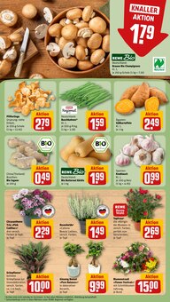Zimmerpflanzen im REWE Prospekt "Dein Markt" mit 26 Seiten (Duisburg)