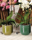 Orchidée phalaenopsis forme en promo à 15,99 € chez Super U Orchidée phalaenopsis forme dans le catalogue Super U