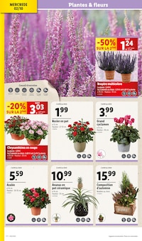 Promo Plante Verte dans le catalogue Lidl du moment à la page 4