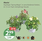 Akelei Aquilegia 'Spring Magic' im aktuellen V-Markt Prospekt für 2,99 €