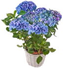 Aktuelles Hortensie im Korb Angebot bei Kaufland in Pforzheim ab 12,99 €