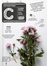 Blumen Risse Prospekt für Schermbeck: "Chrysantheme", 2 Seiten, 01.09.2025 - 31.10.2025