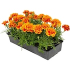 Plantes à massif à Carrefour dans Le Montat