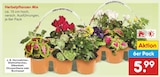 Herbstpflanzen Mix im Angebot bei Netto Marken-Discount in Krefeld Herbstpflanzen Mix Angebote bei Netto Marken-Discount Krefeld für 5,99 €