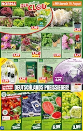 Ähnliche Weihnachtsstern Angebote im Prospekt "Mehr fürs Geld" von Norma in Herne Ähnliche Angebote wie Weihnachtsstern im Prospekt "Mehr fürs Geld" auf Seite 12 von Norma in Herne