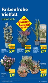 Ähnliche Angebote wie Balkonpflanzen im Prospekt "LIDL LOHNT SICH" auf Seite 15 von Lidl in Ibbenbüren