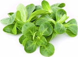 Feldsalat bei EDEKA im Prospekt "" für 1,49 €