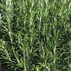 Romarin Bio. Le pot de 9x9 cm - BOTANIC® en promo chez Botanic Romarin Bio. Le pot de 9x9 cm - BOTANIC® dans le catalogue Botanic