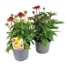 Purpur-Sonnenhut „Floral Dreams“ im Angebot bei Raiffeisenmarkt in Haltern am See Purpur-Sonnenhut „Floral Dreams“ Angebote bei Raiffeisenmarkt Haltern am See für 7,99 €
