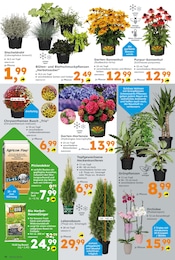 Ähnliche Fächerblume Angebote im Prospekt "Immer eine Idee besser" von Globus-Baumarkt Ähnliches Angebot bei Globus-Baumarkt in Prospekt "Immer eine Idee besser" gefunden auf Seite 10