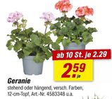 toom Baumarkt Butzbach - Geranie Angebot im Prospekt Geranie bei toom Baumarkt im Butzbach Prospekt für 2,29 €