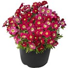 Frühlingsstauden Angebote bei Hagebaumarkt Aalen für 1,29 €