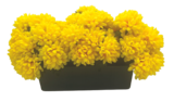 Jardinière de 48 chrysanthèmes en promo chez Bazarland Nancy à 19,99 €
