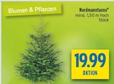 diska Langenleuba-Niederhain - Nordmanntanne Angebot im Prospekt Nordmanntanne bei diska im Langenleuba-Niederhain Prospekt für 19,99 €