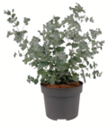 Kleinblättriger Eukalyptus für 3,99 € bei toom Baumarkt im Angebot Kleinblättriger Eukalyptus im aktuellen toom Baumarkt Prospekt