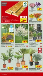 Grünpflanzen Angebot im aktuellen toom Baumarkt Prospekt auf Seite 8