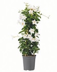 Dipladenia Pyramide Angebote bei Lidl Dülmen für 9,99 €