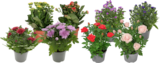 MIX DE PLANTES FLEURIES - SANS MARQUE en promo à 2,99 € chez Auchan Hypermarché MIX DE PLANTES FLEURIES - SANS MARQUE dans le catalogue Auchan Hypermarché