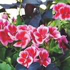 Géranium zonale bicolore - Botanic à Asnières-sur-Seine Géranium zonale bicolore en promo chez Botanic Asnières-sur-Seine à 14,99 €