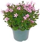 Aktuelle Blumen Angebote bei REWE in Stuttgart Aktuelles Glockenblume »Ambella« oder Kakteen Angebot bei REWE in Stuttgart ab 3,49 €
