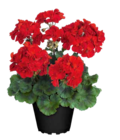 Pelargonie im aktuellen OBI Prospekt