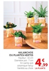 Kalanchoe à Super U dans Les Landes-Genusson
