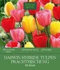 Darwin Hybride Tulpen Prachtmischung von  im aktuellen Pflanzen Kölle Prospekt für 9,99 €