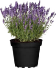 Aktuelle Lavendel Angebote bei Globus-Baumarkt in Frankfurt (Main) Aktuelles Lavendel Angebot bei Globus-Baumarkt in Frankfurt (Main) ab 3,49 €