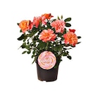 Beetrose 'Sugar Candy Rose' im aktuellen Hagebaumarkt Prospekt für 14,99 €