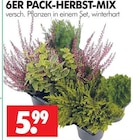 Wreesmann Dessau-Roßlau - 6ER PACK-HERBST-MIX Angebot im Prospekt 6ER PACK-HERBST-MIX bei Wreesmann im Dessau-Roßlau Prospekt für 5,99 €