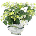 Aktuelles Girlanden-Hortensie 'Runaway Bride' Snow White Angebot bei OBI in Aachen ab 24,99 €