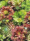 Hauswurz/Fetthenne im Angebot bei toom Baumarkt in Mühlhausen Hauswurz/Fetthenne Angebote bei toom Baumarkt Mühlhausen für 2,49 €