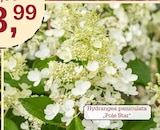 Hydrangea paniculata Pole Star im Angebot bei Garten-Center Nordharz GmbH & Co. KG in Halberstadt Hydrangea paniculata Pole Star Angebote bei Garten-Center Nordharz GmbH & Co. KG Halberstadt für 13,99 €