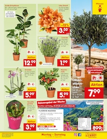 Blumen im aktuellen Netto Marken-Discount Prospekt (Wuppertal) Blumen im Netto Marken-Discount Prospekt "Aktuelle Angebote" mit 76 Seiten (Wuppertal)