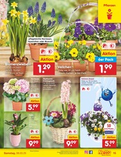 Aktueller Netto Marken-Discount Prospekt mit Hortensie, "Aktuelle Angebote", Seite 21