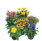 Sommerstauden Mix im Angebot bei EDEKA in Dachau Sommerstauden Mix Angebote bei EDEKA Dachau für 2,99 €