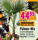 Palmen-Mix Angebote bei Hornbach Magdeburg für 44,95 €