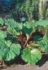 Plantes Aromatiques dans le catalogue Super U