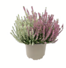 Knospenheide Gardengirls von Garden Girls im aktuellen toom Baumarkt Prospekt für 2,29 €