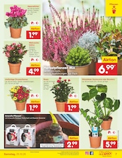 Kaktus Angebote im Prospekt "Aktuelle Angebote" von Netto Marken-Discount Kaktus Angebote im Prospekt "Aktuelle Angebote" von Netto Marken-Discount auf Seite 9