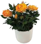 Topfrose im Angebot bei E center in Elmshorn Topfrose Angebote bei E center Elmshorn für 6,99 €