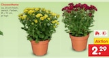 Chrysantheme Angebote bei Netto Marken-Discount Gütersloh für 2,29 €